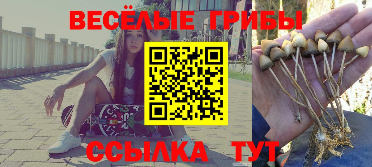 Галлюциногенные грибы Psilocybine cubensis  Вход с VPN  Сосновоборск  Галлюциногенные грибы Psilocybine cubensis 